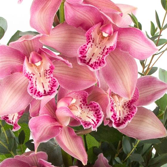 Orchid Arrangement - We Are Florists UK